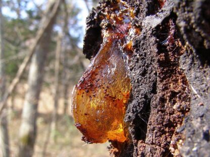 101. AMBER e. MEREVAIGU ÕLI (Pinus succinefera - Helmikmänd) 10ml - Image 2