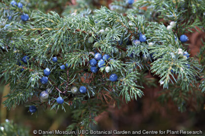 110. KADAKA ÕLI, mari (Juniperus Communis) 10ml - Image 2
