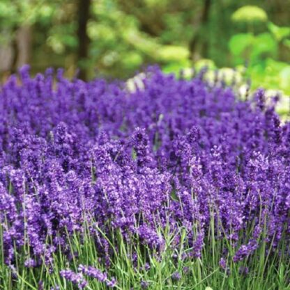 112. LAVENDLI ÕLI  (Lavendula angustifolia)  10ml - Image 2