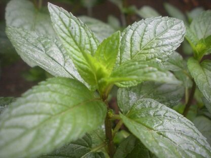 119. PIPARMÜNDI ÕLI (Mentha piperita)  10ml - Image 2