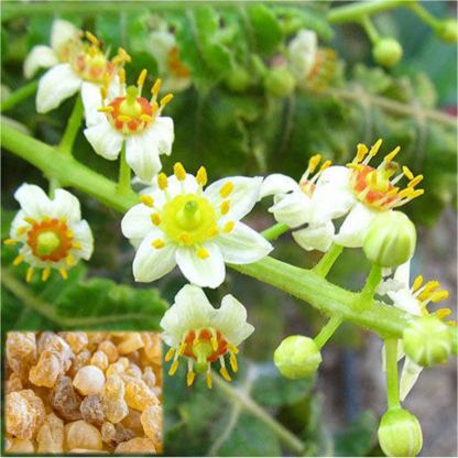 109. VIIRUKIPUU ÕLI (Boswellia carteri) 5ml - Image 2