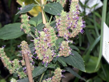118. PATŠULI ÕLI (Pogostemon patchouli) 10ml - Image 2