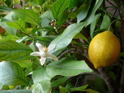 114. HARILIK SIDRUN ÕLI (Citrus limonum) 10ml - Image 2