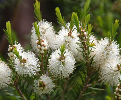123. TEEPUU ÕLI (Mealeuca alternifolia) 10ml - Image 2
