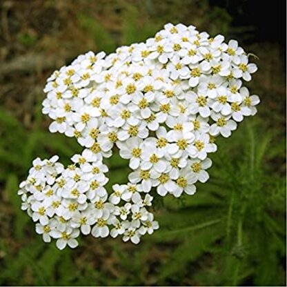 125. RAUDROHU ÕLI (Achillea millefolium) 5ml - Image 2