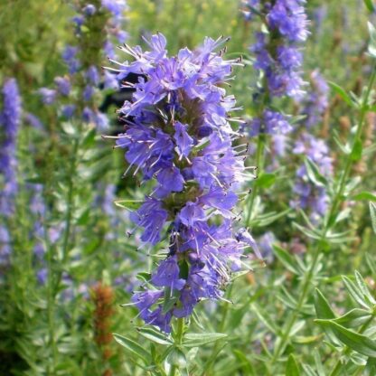 105. IISOPI ÕLI (Hyssopus officinalis) 2ml - Image 2