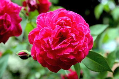 120. ROOSI ÕLI (Rosa damascena) ABS 2ml - Image 2