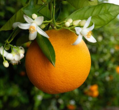 128. APELSINI ÕLI (Citrus sinensis) 10ml - Image 2