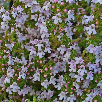 129. TÜÜMIANI ÕLI (Thymus vulgaris) 10ml - Image 2